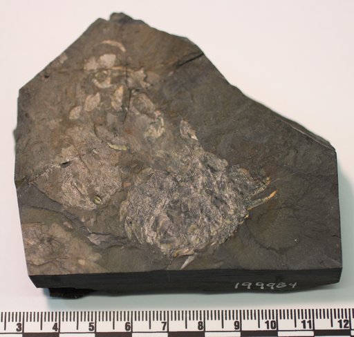 Wiwaxia corrugata (Matthew, 1899)
