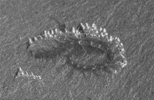 Burgessochaeta setigera (Walcott, 1911)