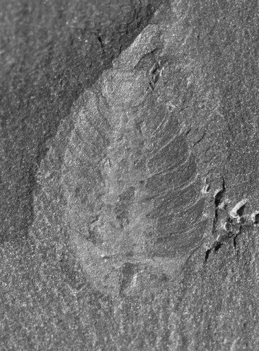 Molaria spinifera Walcott