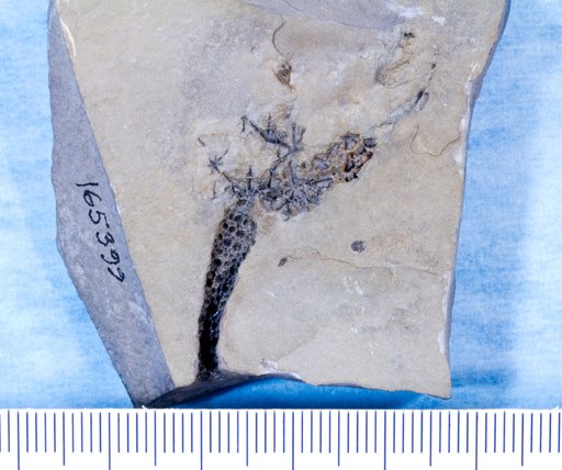 Gogia ? radiata Sprinkle, 1973