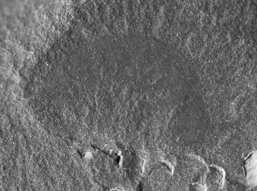 Aysheaia pedunculata Walcott
