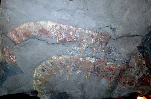 Anomalocaris canadensis Whiteaves, 1892