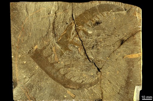 Anomalocaris canadensis Whiteaves, 1892