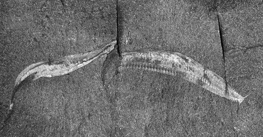 Pikaia gracilens Walcott