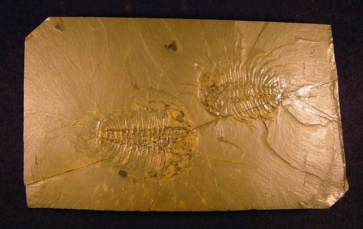 Olenoides serratus (Rominger)