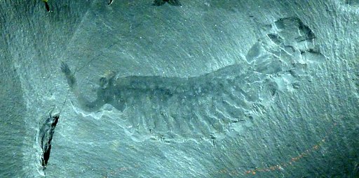 Opabinia regalis Walcott