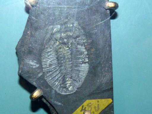 Hanburia gloriosa Walcott