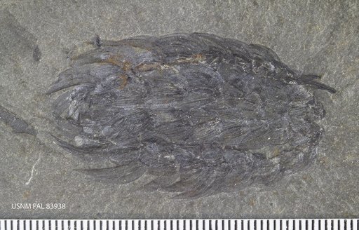 Wiwaxia corrugata (Matthew)