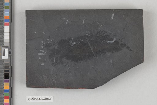 Redoubtia polypodia Walcott