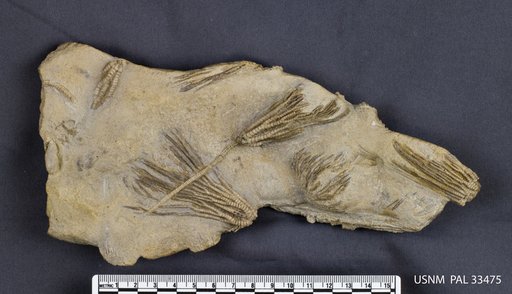 Iocrinus subcrassus Meek & Worthen