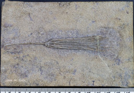 Dendrocrinus dyeri Meek