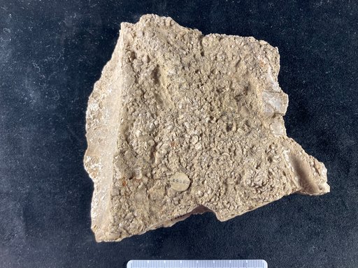 Marsupites testudinarius Schloth