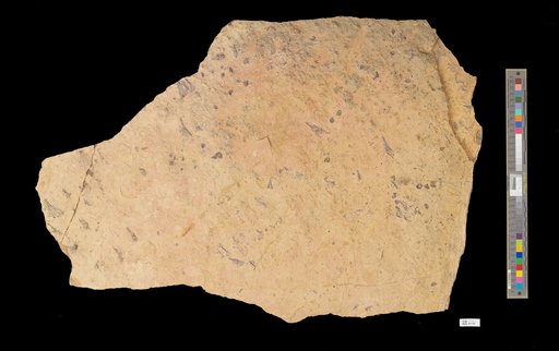 Barycrinus sp