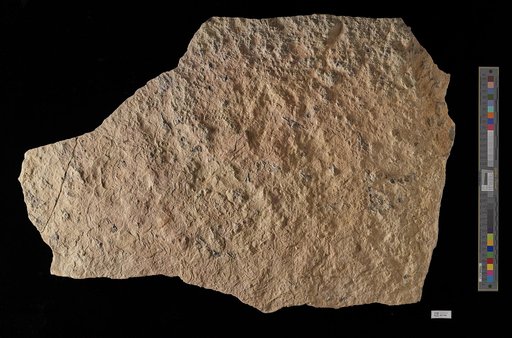 Barycrinus sp indet.