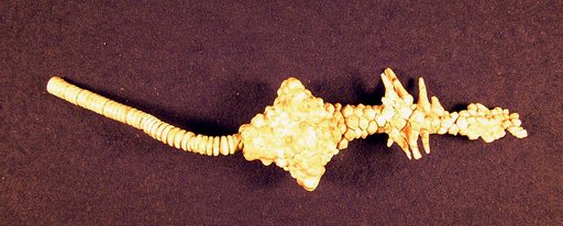 Uperocrinus nashvillae (Troost)