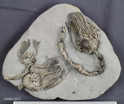 Platycrinites hemisphericus (Meek & Worthen)