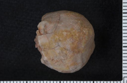 Hybocrinus pyxidatus Sinclair