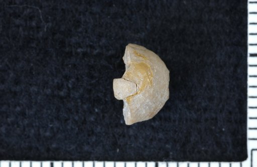 Graphiocrinus ? kansasensis Strimple