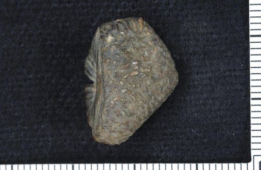 Ethelocrinus hispidus Moore & Plummer