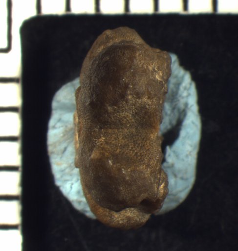 Allagecrinus constellatus Moore