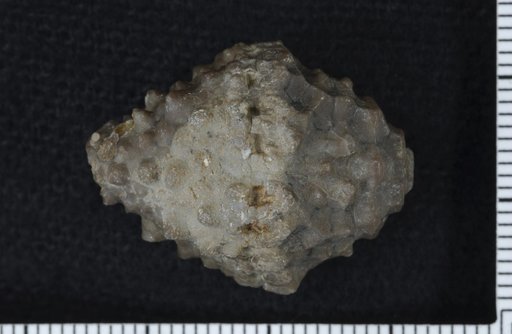 Nunnacrinus mammillatus Bowsher