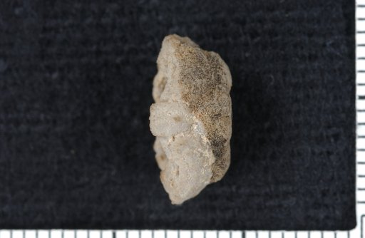 Endelocrinus perasper Bowsher