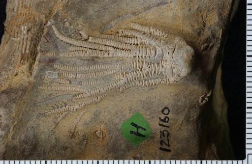 Linocrinus wilsallensis Laudon & Severson