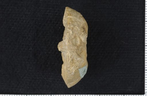 Delocrinus doveri Strimple