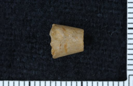 Trianobasis bridwelli Moore
