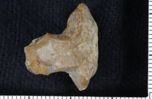 Schistocrinus torquatus Moore & Plummer