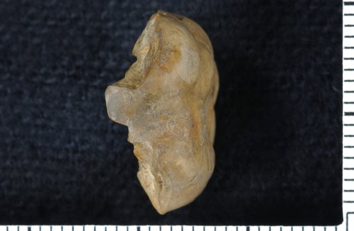 Plaxocrinus virginarius Moore