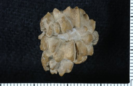 Triceracrinus moorei Bramlette