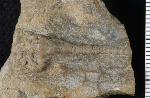 Atractocrinus tenuis Kirk