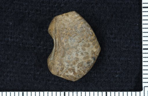 Ethelocrinus subsinuatus Moore & Plummer