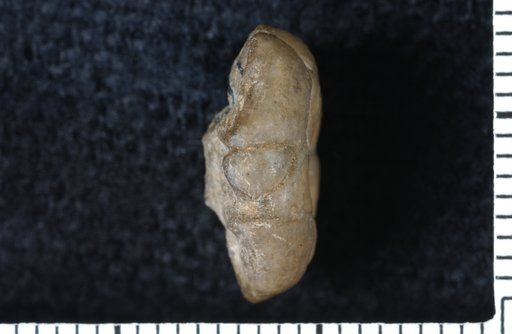 Perimestocrinus subtilis Moore