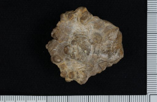 Aacocrinus tetradactylus Brower