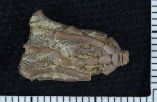 Xenocrinus penicillus Miller
