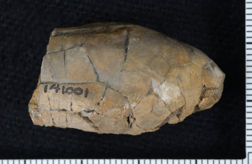 Morrowcrinus fosteri Moore & Plummer