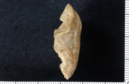 Plaxocrinus modestus Moore