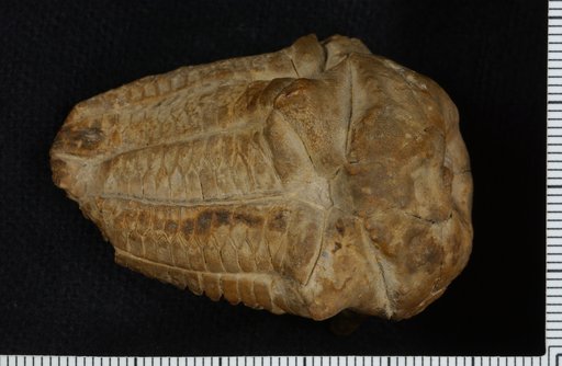 Ceriocrinus harshbargeri Beede