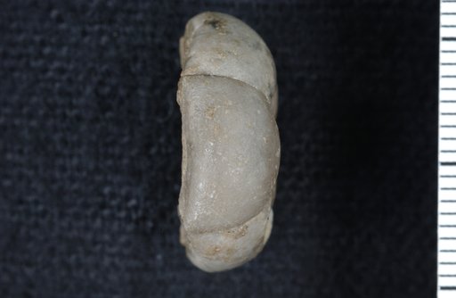 Protencrinus mutabilis Knapp