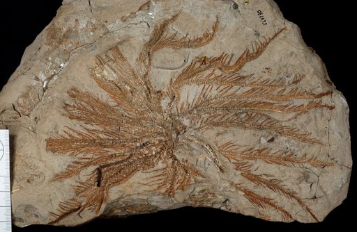 Isocrinus oregonensis Moore & Vokes