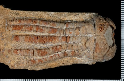 Dicromyocrinus granularis Easton