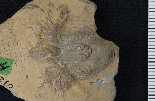Platycrinus canadensis Laudon & Severson