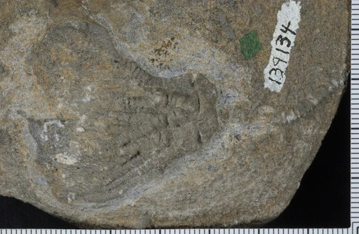 Linocrinus floweri Laudon