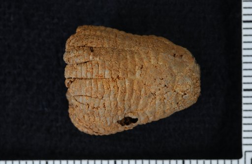 Lecanocrinus (Miracrinus) perdewinus Bowsher