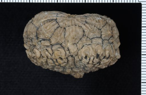 Dolatocrinus grabaui Kirk