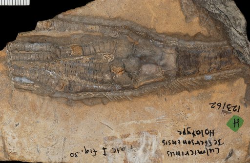 Culmicrinus jeffersonensis Laudon & Severson