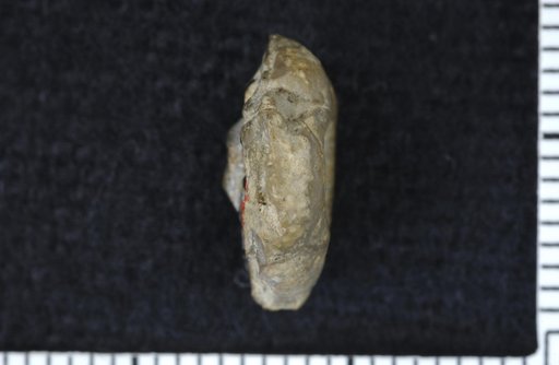 Paradelocrinus aequabilis Moore & Plummer