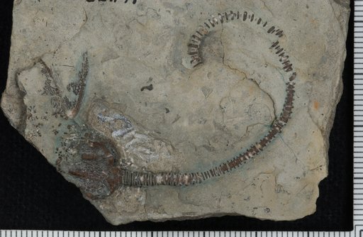 Compsocrinus nodosus Brower